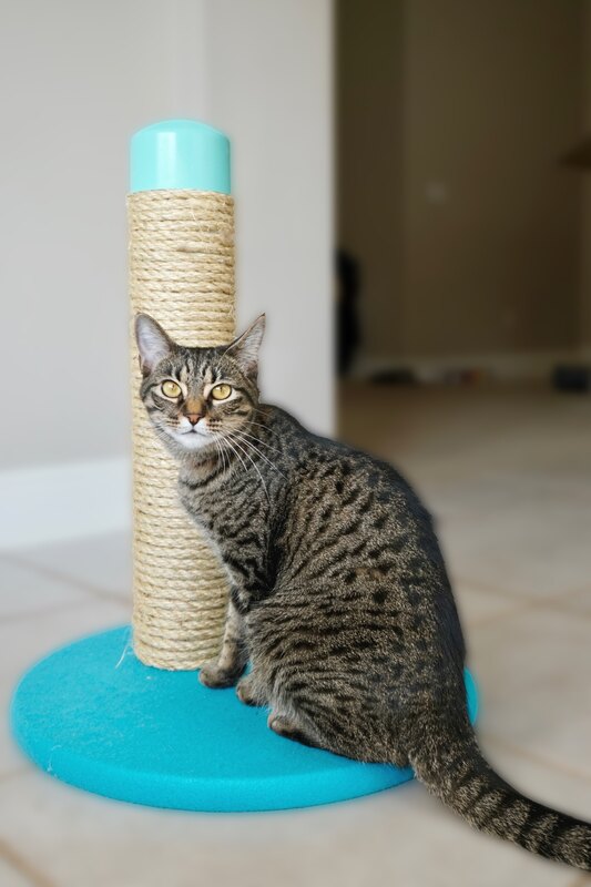 DIY Cat Scratching Post using PVC Pipe - Mother Daughter Projects